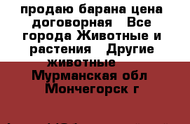 продаю барана цена договорная - Все города Животные и растения » Другие животные   . Мурманская обл.,Мончегорск г.